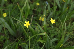 Ranunculus acris acris