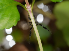 Harmochirus brachiatus