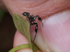 Harmochirus brachiatus