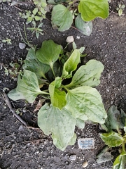 Plantago major