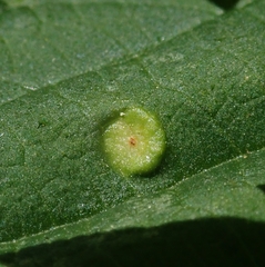 Puccinia urticata