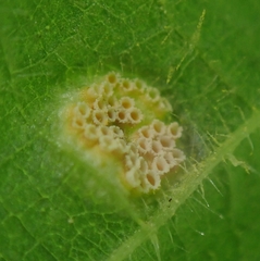 Puccinia urticata
