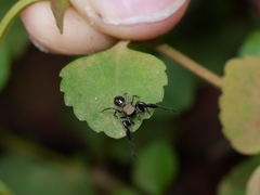 Harmochirus brachiatus