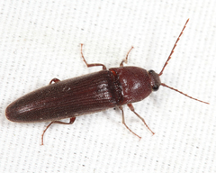 Melanotus castanipes