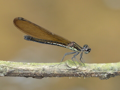 Heliocypha fenestrata