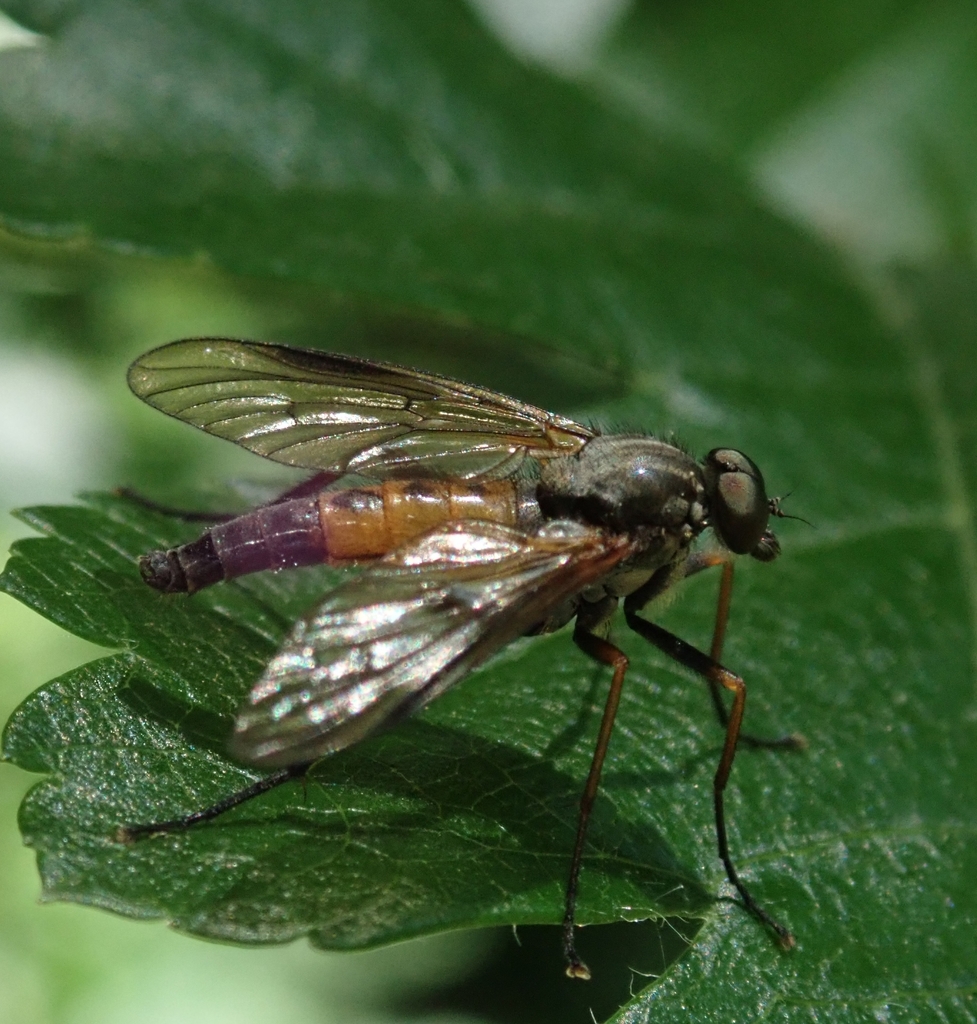 Rhagio conspicuus