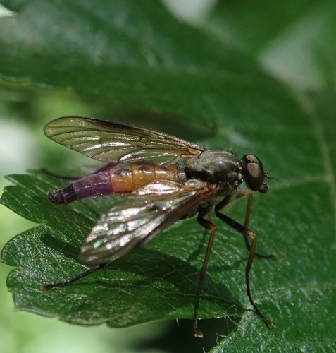 Rhagio conspicuus