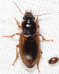 Anisodactylus discoideus