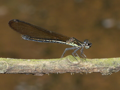 Heliocypha fenestrata