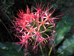 Scadoxus multiflorus katharinae