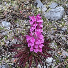 Pedicularis lanata