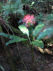 Scadoxus multiflorus katharinae