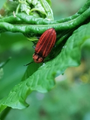 Anostirus purpureus