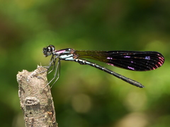 Heliocypha fenestrata