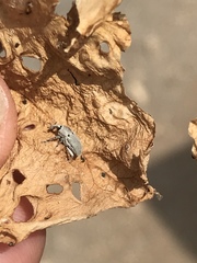 Trichobaris compacta