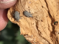 Trichobaris compacta