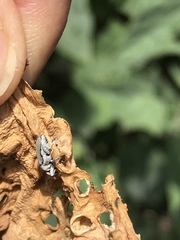 Trichobaris compacta