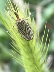 Chrysocramboides craterella