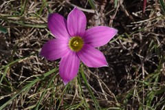 Romulea autumnalis