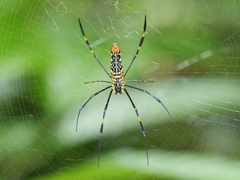 Nephila pilipes