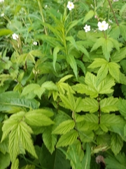 Ranunculus aconitifolius