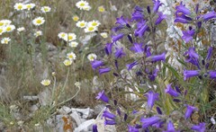 Campanula sibirica taurica