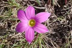 Romulea autumnalis