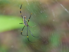 Nephila pilipes