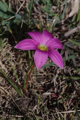 Romulea autumnalis