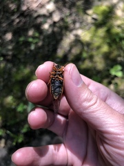 Magicicada cassinii