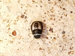 Sciocoris macrocephalus