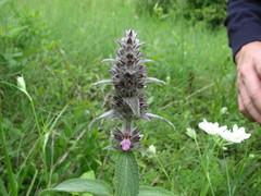Stachys germanica
