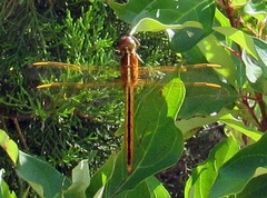 Libellula auripennis