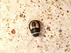 Sciocoris macrocephalus