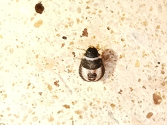 Sciocoris macrocephalus