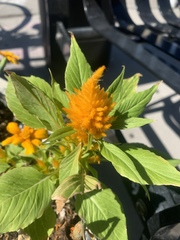 Celosia argentea plumosa