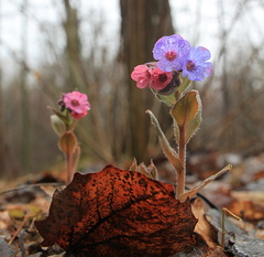 Pulmonaria obscura