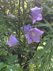 Campanula persicifolia