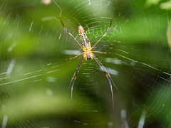 Nephila pilipes