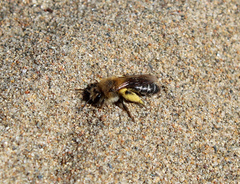 Andrena barbilabris