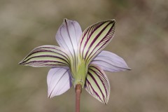 Romulea autumnalis