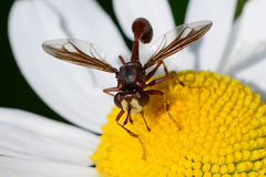 Physocephala burgessi