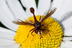 Physocephala burgessi