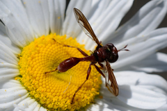 Physocephala burgessi
