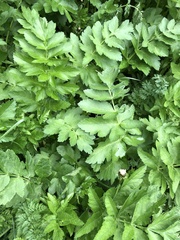 Pastinaca