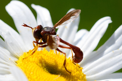 Physocephala burgessi