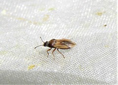 Cymus melanocephalus