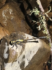 Octogomphus specularis