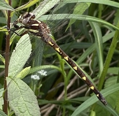 Cordulegaster bilineata