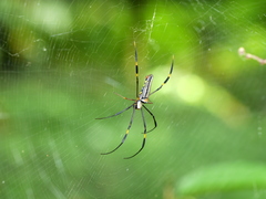 Nephila pilipes